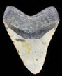 Large, Megalodon Tooth - North Carolina #38690-2